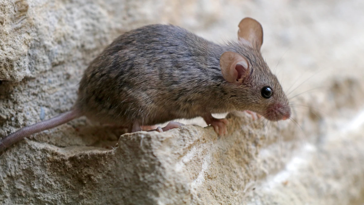 comment-eliminer-les-souris-dans-les-murs